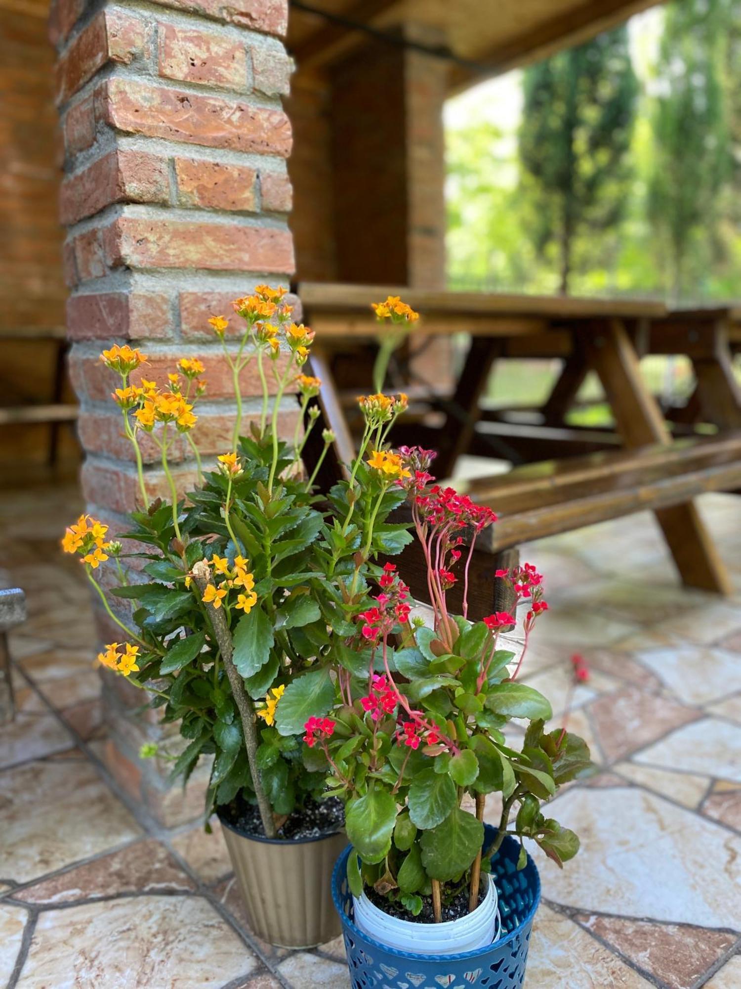 Guest House Shekvetili 外观 照片